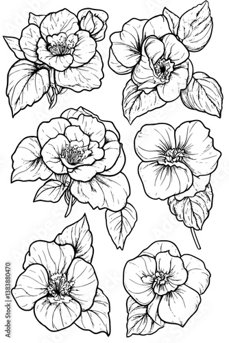 Collection of Begonias coloring book vectors, Begonias illustration art