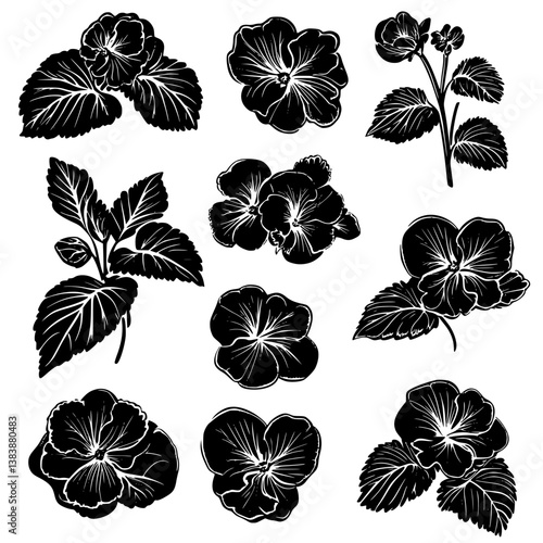 Collection of Begonias vector designs, Begonias illustration art