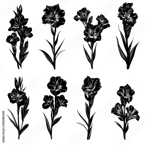 Collection of Gladioli vector designs, Gladioli illustration art