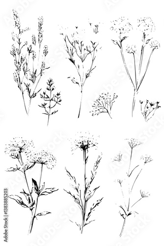 Collection of Yarrows coloring book vectors, Yarrows illustration art