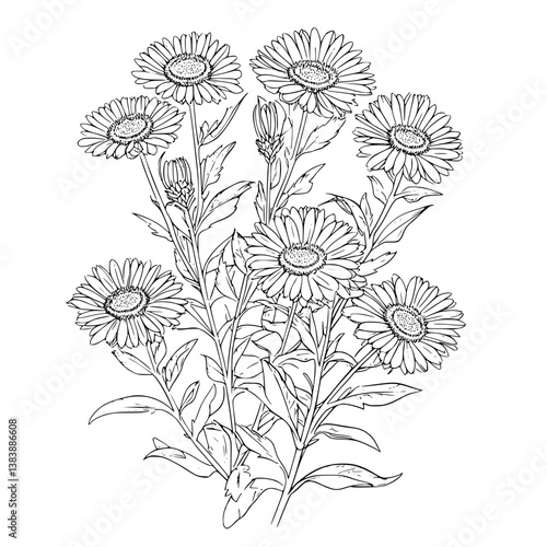 Collection of Asters coloring book vector designs, Asters vector graphic