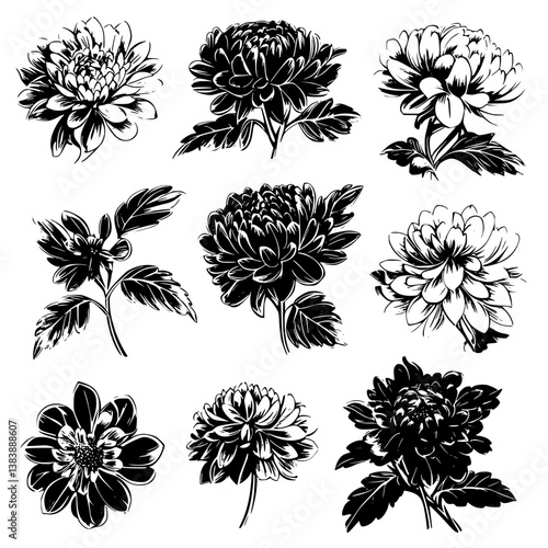 Collection of Chrysanthemums vector designs, Chrysanthemums vector graphic