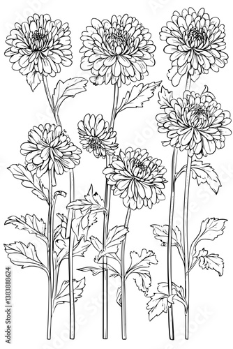 Collection of Chrysanthemums coloring book vectors, Chrysanthemums vector graphic