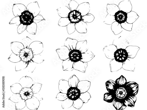 Collection of Daffodils mandala vector design, Daffodils vector graphic