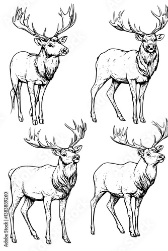 Collection of Elk coloring book vectors, Elk vector graphic