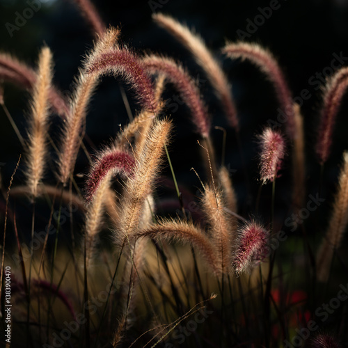 Purple fountain grass horizontal banner beckoning one into a mesmerizing gardenscape! burgundy-purple foliage and graceful, arching plumes. Its slender, blade-like leaves sway in in the breeze.	