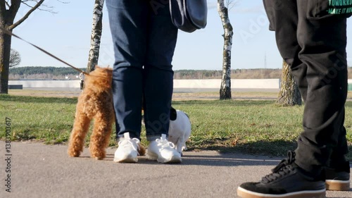 Dogs Enjoying a Happy Meeting During a Leisurely Walk in the Beautiful Park Setting