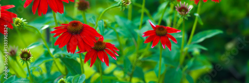 Horizontal banner of a Closeup of Brilliant red coneflowers, Sombrero salsa red,  echinacea,  with spruce green leaves in a meadow