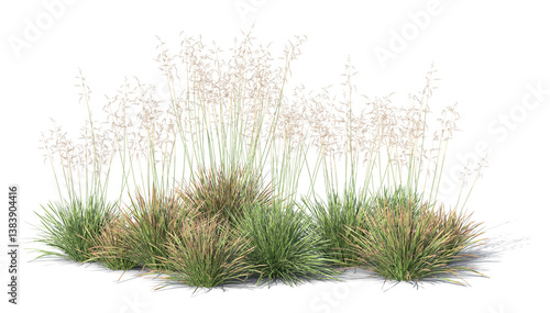 Fototapeta Naklejka Na Ścianę i Meble -  Rendered image of group of blooming ornamental grass isolated on transparent background