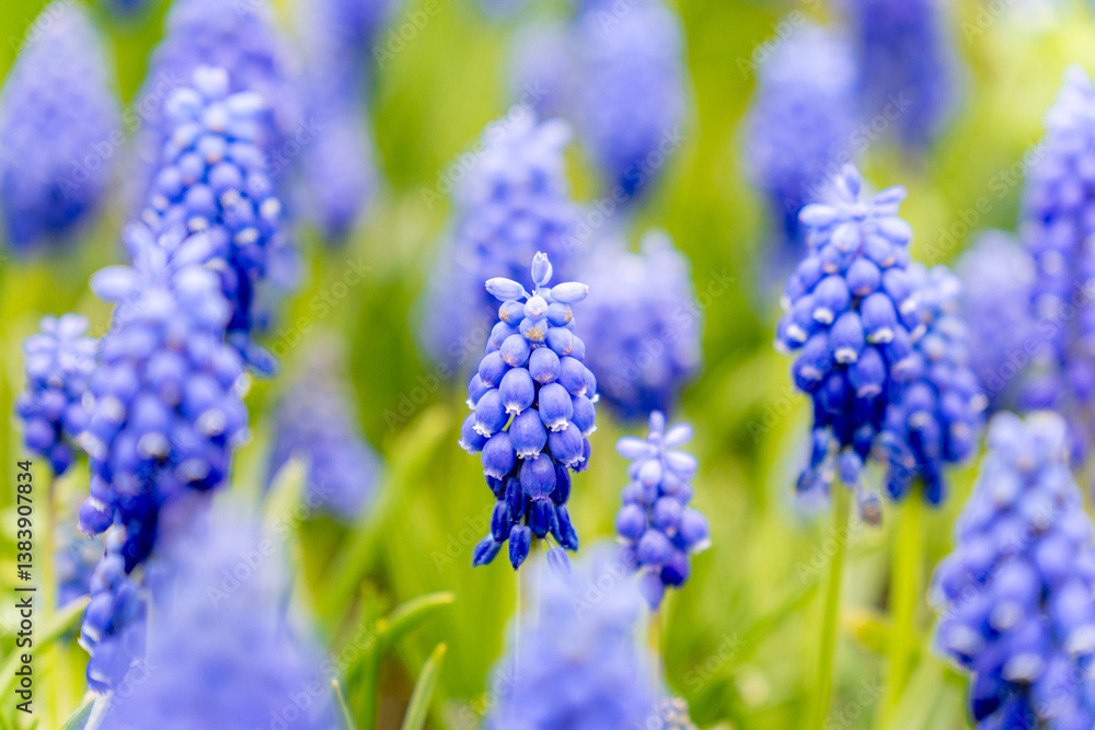 Vibrant Grapes in Bloom, Lush Blue Flowers in Nature Vibrant Grapes in Bloom, Lush Blue Flowers in Nature