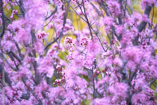 Vibrant cherry blossoms in full bloom