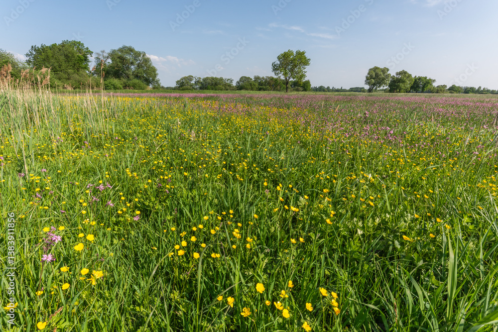 Thousands of yellow and purple flowers in an enchanted natural meadow. Thousands of yellow and purple flowers in an enchanted natural meadow.
