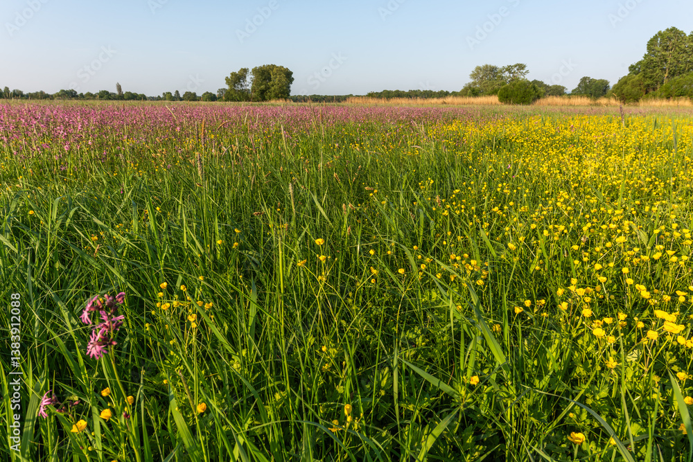 Thousands of yellow and purple flowers in an enchanted natural meadow. Thousands of yellow and purple flowers in an enchanted natural meadow.