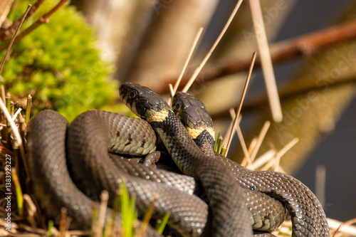 Tablou pe pânză Close up of groep of grass snakes during mating season