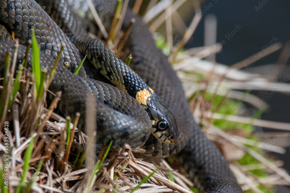 Obraz premium Close up of groep of grass snakes during mating season