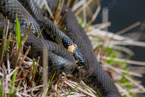 Close up of groep of grass snakes during mating season