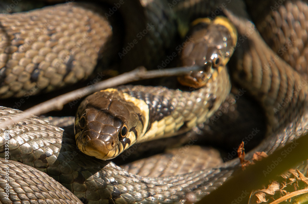 Fototapeta premium Close up of groep of grass snakes during mating season