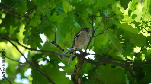 Small songbird, likely a chaffinch perched among oak leaves.