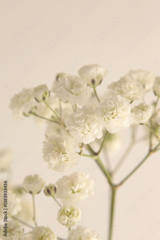 Smoke selective soft focus white Gypsophila Flower twig. Natural blur light beige background. Smoke selective soft focus white Gypsophila Flower twig. Natural blur light beige background.