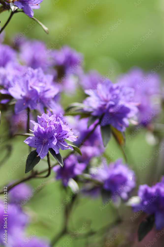 Fototapeta premium Violet Rhododendron Flowers