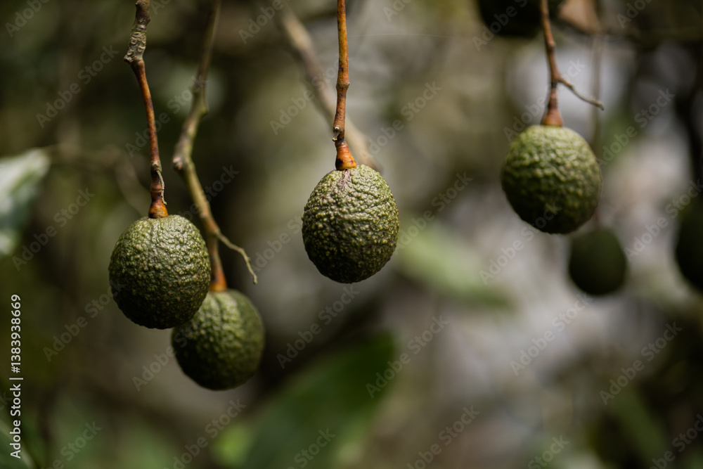 Aguacates colgando de un árbol de aguacate para cosechar - foto de stock Aguacates colgando de un árbol de aguacate para cosechar - foto de stock
