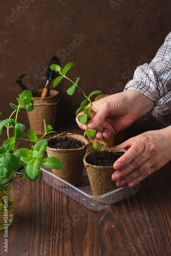 A woman plants mint stems with roots in peat pots with soil on a brown wooden background. Plant propagation by rooting in water.