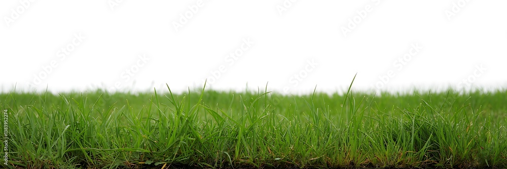 Green Grass isolated