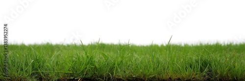 Obraz na płótnie Green Grass isolated w salonie
