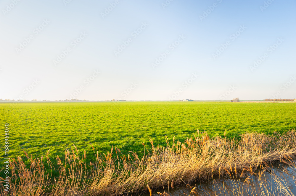 Fototapeta premium Wide open and green dutch countryside with distant farm and some trees at the horizon near Gouda in the western part of The Netherlands.