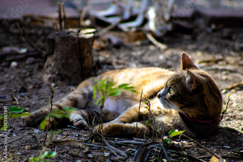 Fotografie cat having lazing in the flower bed