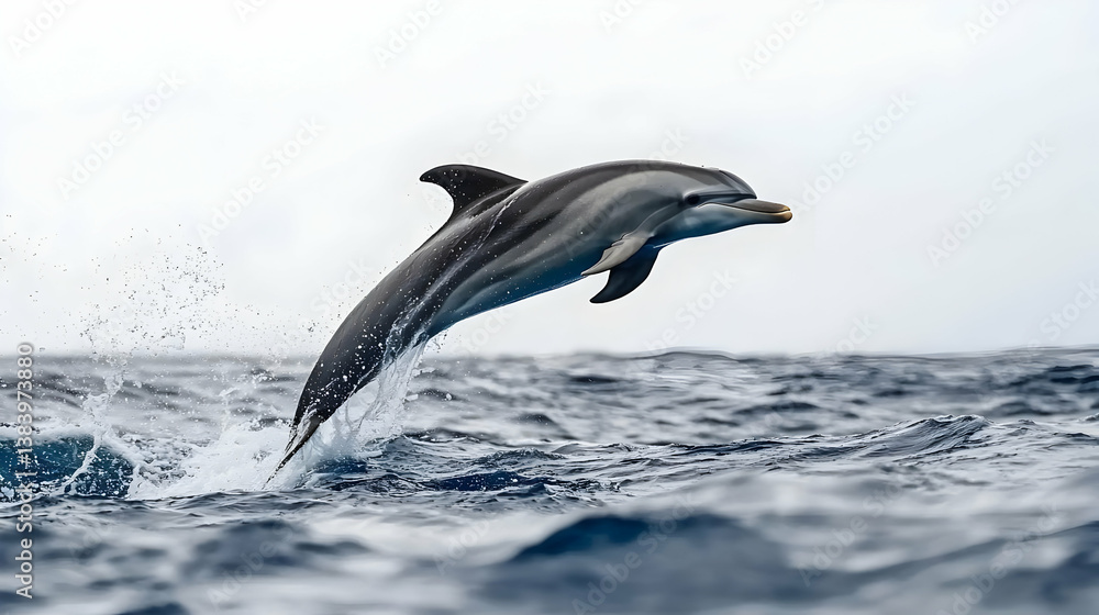 Fototapeta premium Dolphin Leaping Out Of Ocean Water