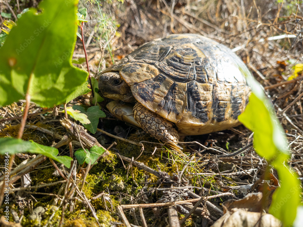 A tortoise is resting quietly amongst greenery and forest floor debris in a natural setting. A tortoise is resting quietly amongst greenery and forest floor debris in a natural setting.