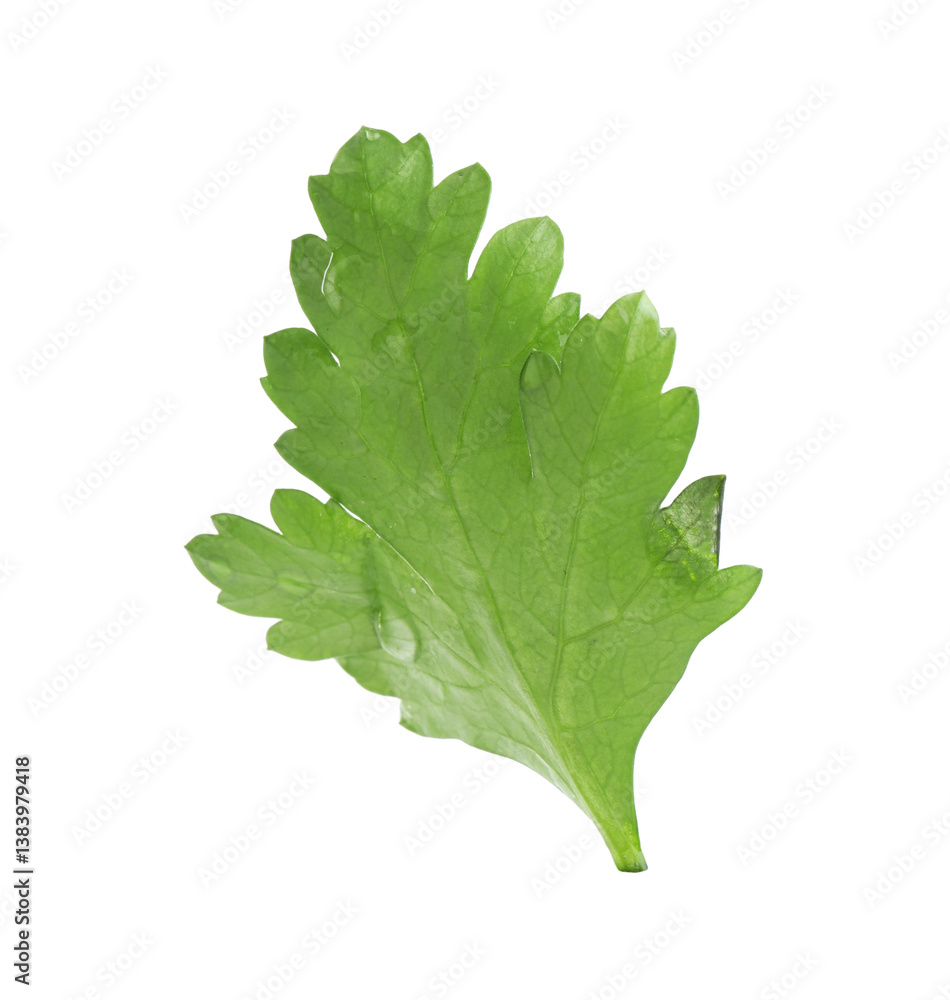 Sprig of fresh parsley isolated on white Sprig of fresh parsley isolated on white