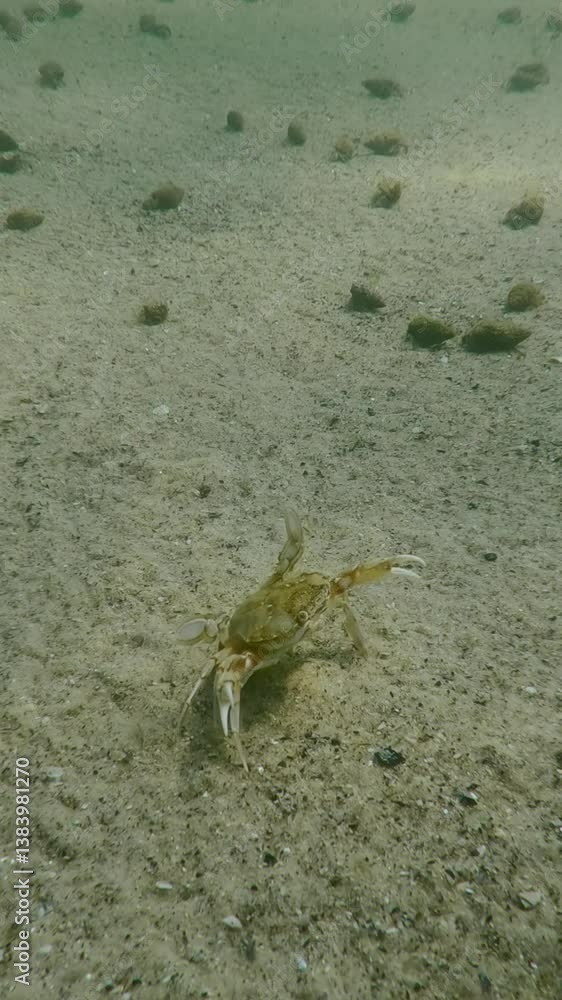 Vertical video, Flying crab (Liocarcinus holsatus) runs quickly between a lot of Roux's Hermit Crabs (Diogenes pugilator) by sandy bottom on a bright sunny day, Slow motion Vertical video, Flying crab (Liocarcinus holsatus) runs quickly between a lot of Roux's Hermit Crabs (Diogenes pugilator) by sandy bottom on a bright sunny day, Slow motion