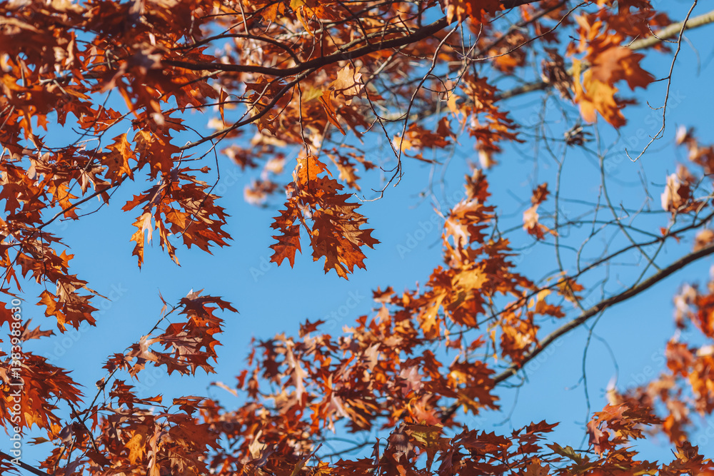 Autumn branches with colorful leaves – seasonal nature detail symbolizing fall, perfect for calendar, design, and seasonal themes Autumn branches with colorful leaves – seasonal nature detail symbolizing fall, perfect for calendar, design, and seasonal themes