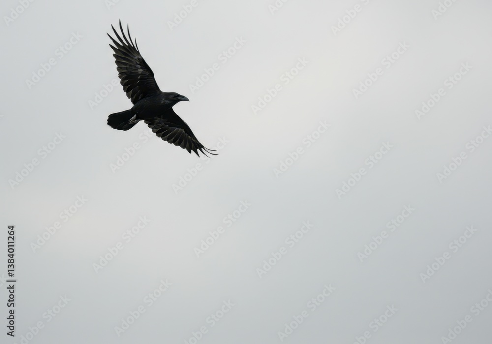 Raven flying in the overcast moody sky expressing solitary freedom in nature, dark bird soaring high, mysterious wildlife against background for wallpaper backdrop. Raven flying in the overcast moody sky expressing solitary freedom in nature, dark bird soaring high, mysterious wildlife against background for wallpaper backdrop.