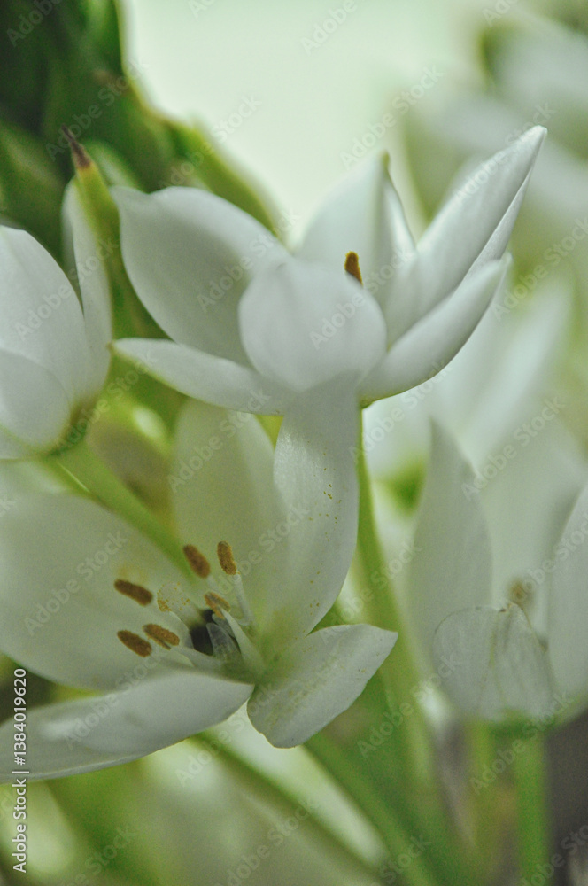 Obraz premium Close-up of white elderflowers in a modest bouquet