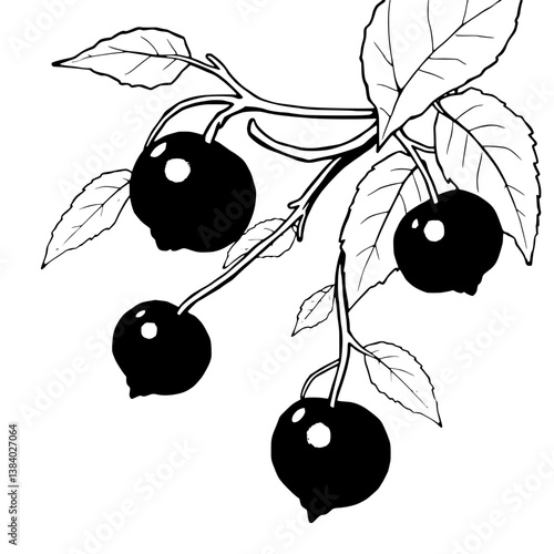 A Branch Of Ripe Dark Berries With Lush Green Leaves