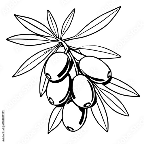 Sea Buckthorn Branch With Ripe Berries Illustration