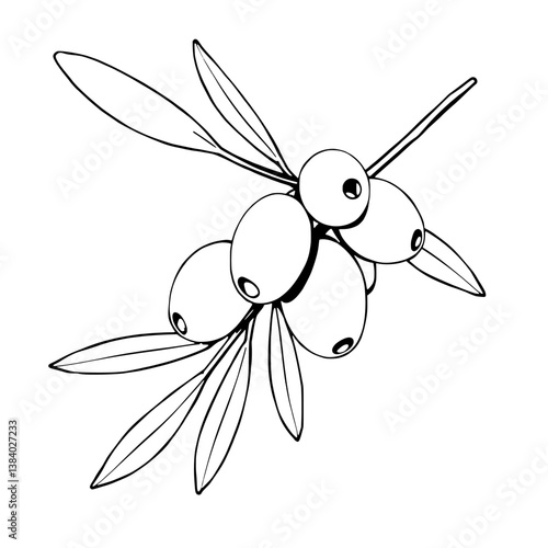Elegant Line Drawing Of Sea Buckthorn Berries On Branch