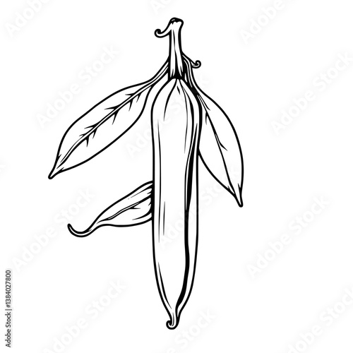 Elegant Line Drawing Of A Single Vanilla Bean With Leaves