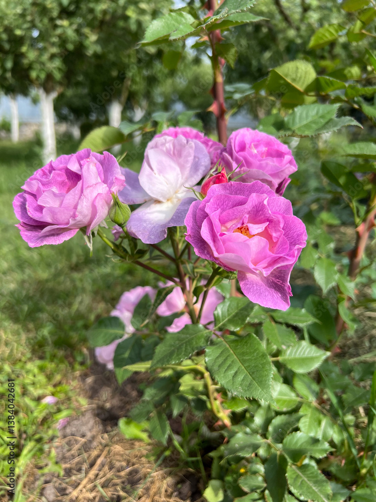 Gorgeous and Beautiful Pink Roses in Full Bloom Nestled Adjacent to Lush Greenery