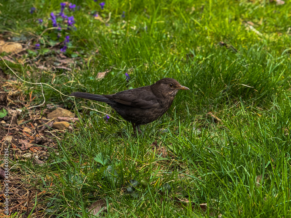Obraz premium Little black bird in the bright green grass in the yard