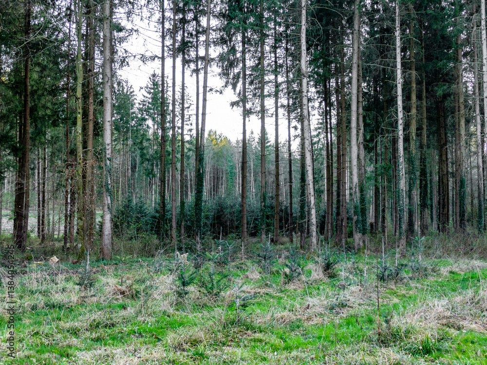 Fototapeta premium Wiederaufforstung im Mischwald im Frühjahr
