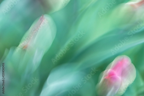 Colorful blurred tulips in a vibrant garden setting showcasing the beauty of nature and springtime blooms creating a lively floral atmosphere healthy living concept