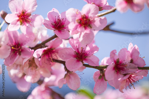 pink peach blossom