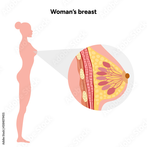 Women’s breast anatomy. Medical female diagram. Chest wall, rib, nipple areola and milk dust