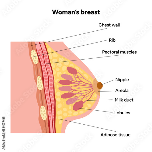 Women’s breast anatomy. Medical female diagram. Chest wall, rib, nipple areola and milk dust