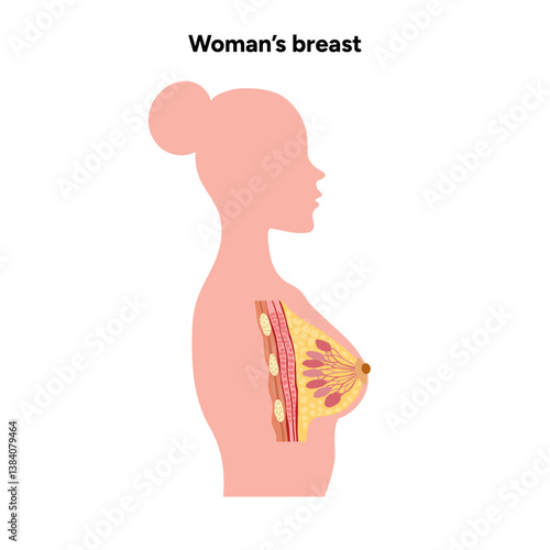Women’s breast anatomy. Medical female diagram. Chest wall, rib, nipple areola and milk dust