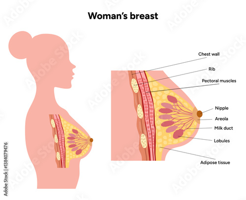 Women’s breast anatomy. Medical female diagram. Chest wall, rib, nipple areola and milk dust